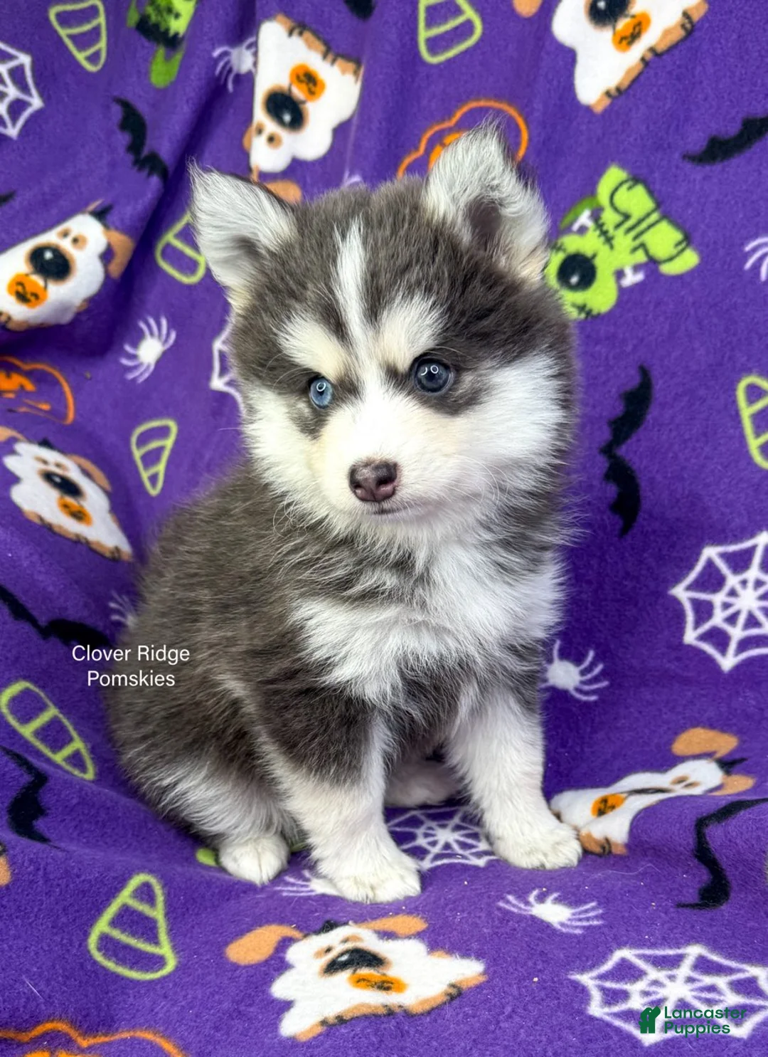 Pomsky dogs for sale: Encino - Ad 4