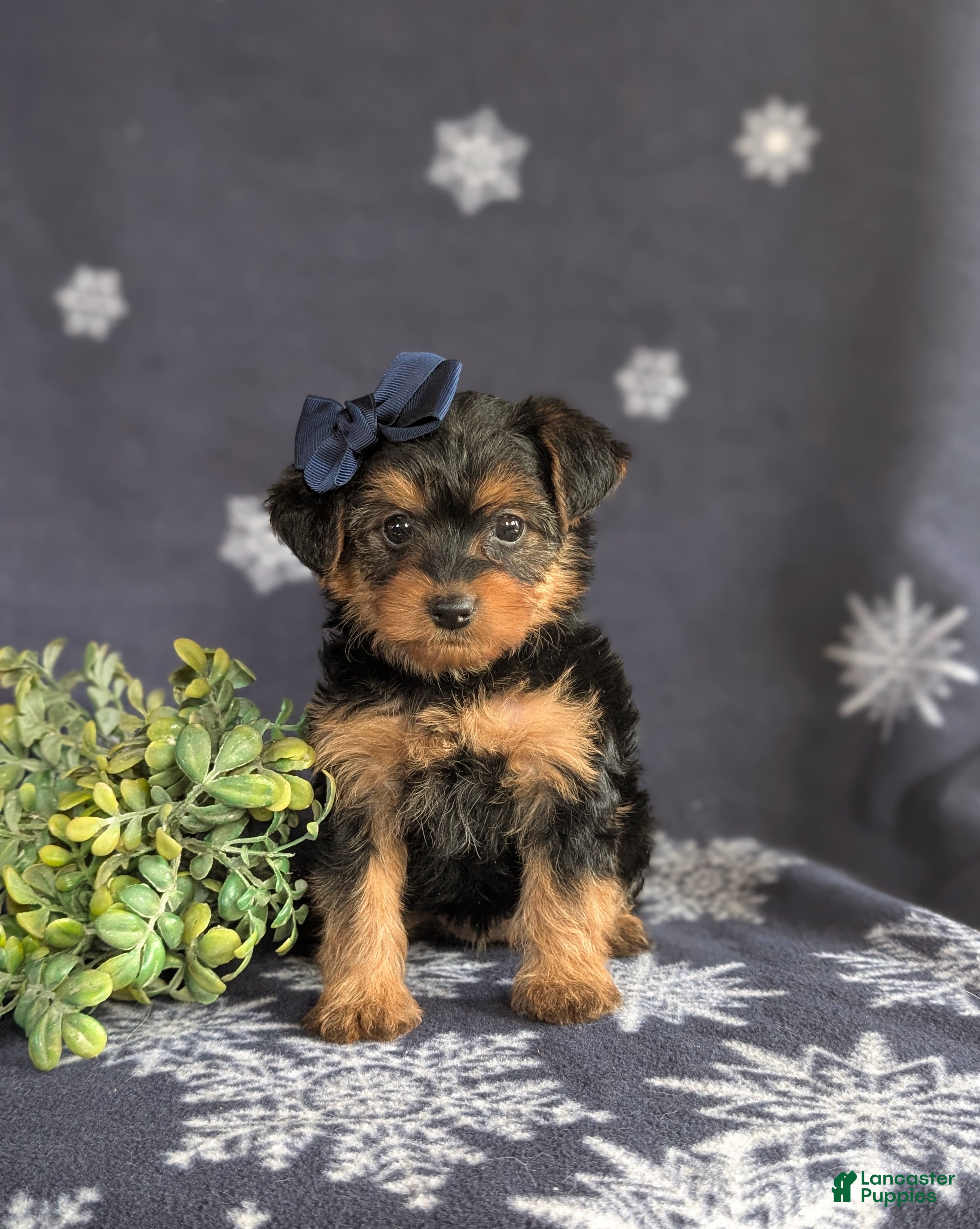 Yorkiepoo dogs Kayla 6 lbs Full Grown - Ad 1