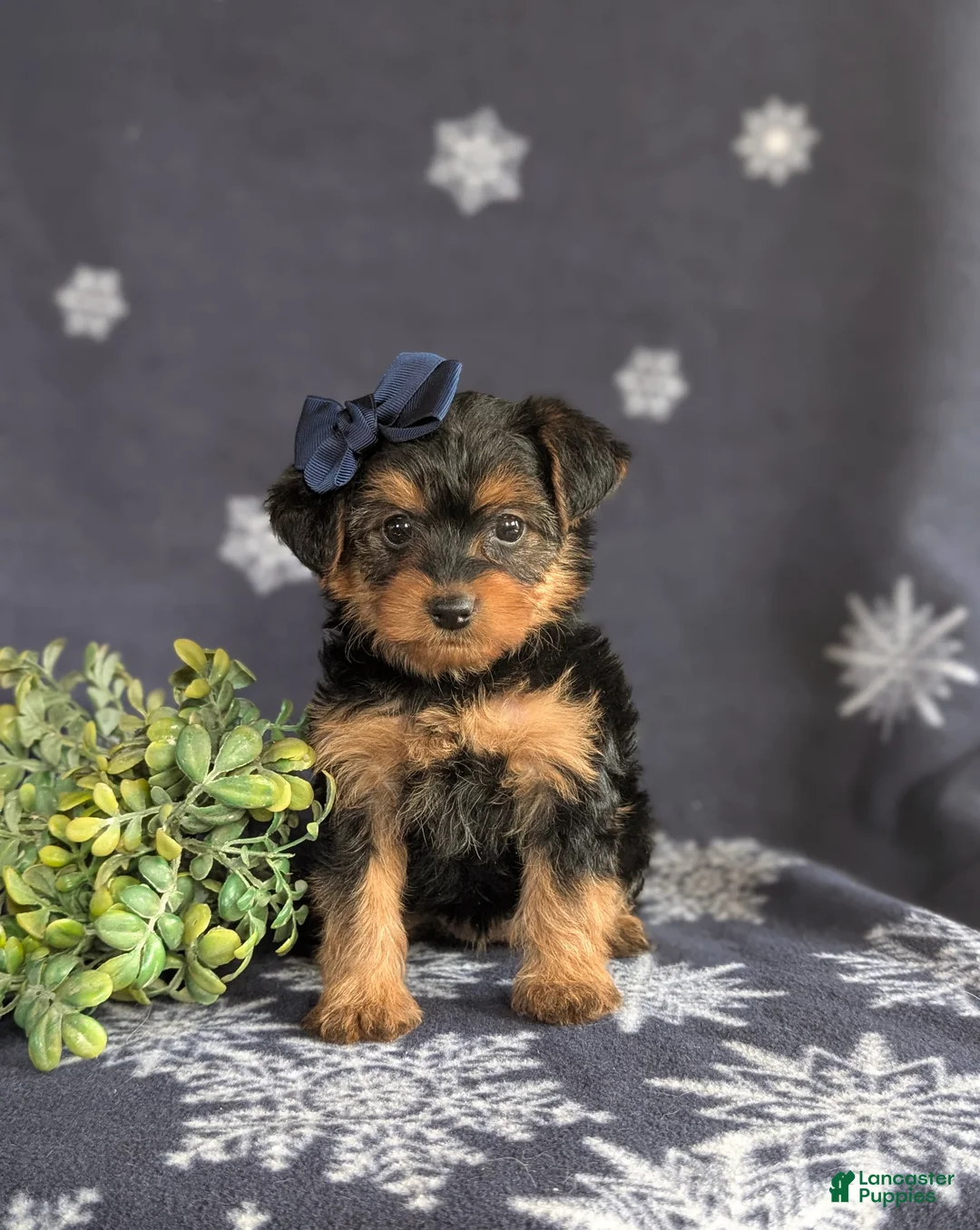 Yorkiepoo dogs for sale: Kayla 6 lbs Full Grown - Ad 1
