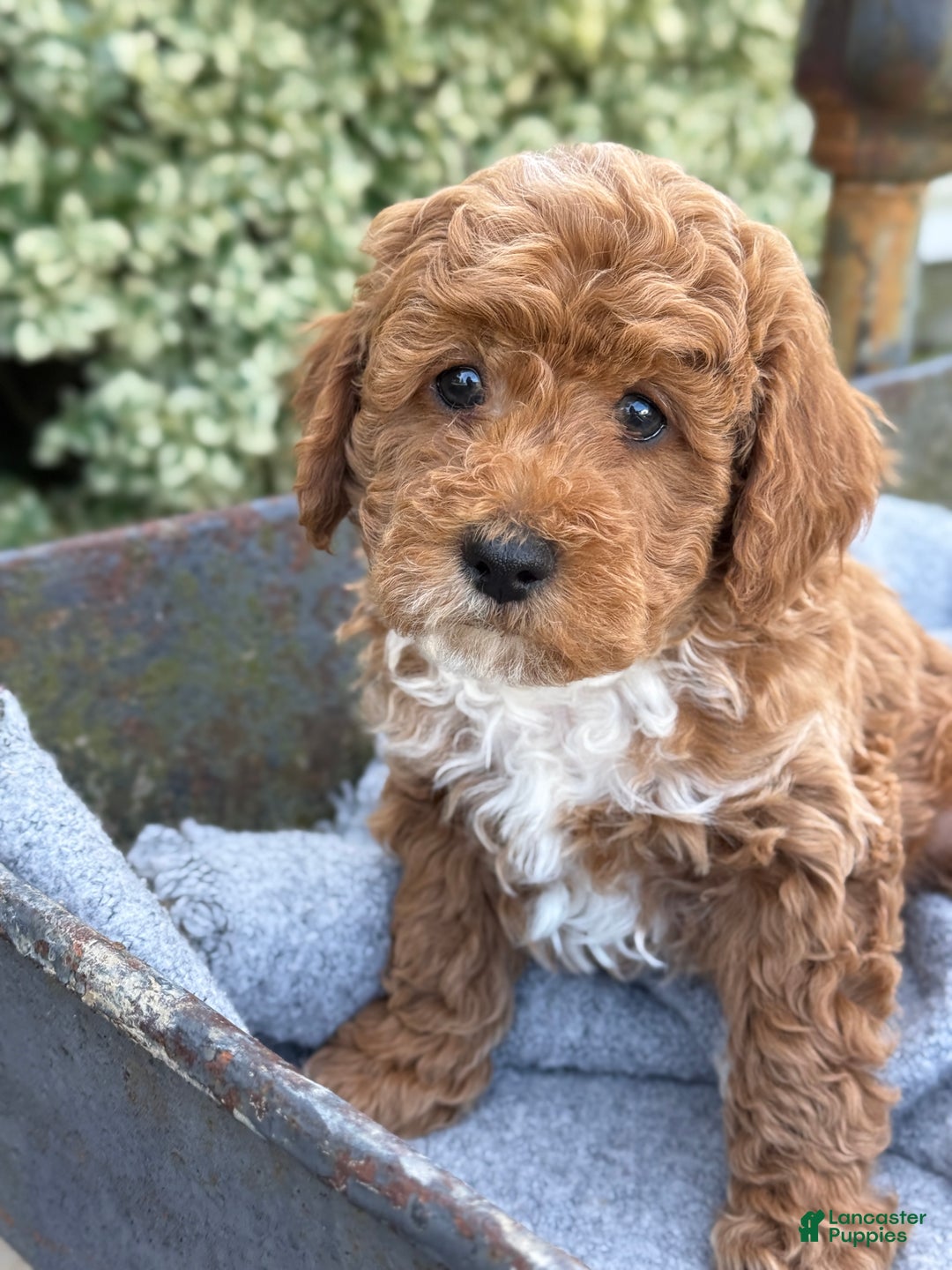 Toy Poodle dogs for sale: Pepper - Ad 1