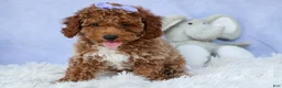 Miniature Poodle dogs for sale: WINNIE - Ad 7