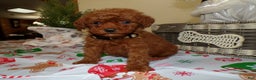 Miniature Poodle dogs for sale: Miniature Poodle Puppy 7 Cookie - Ad 2