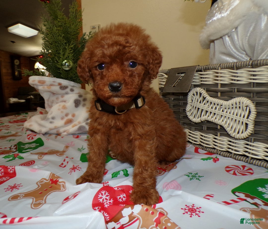 Miniature Poodle dogs for sale: Miniature Poodle Puppy 7 Cookie - Ad 2