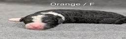 Sheepadoodle dogs for sale: Orange Collar - Ad 2