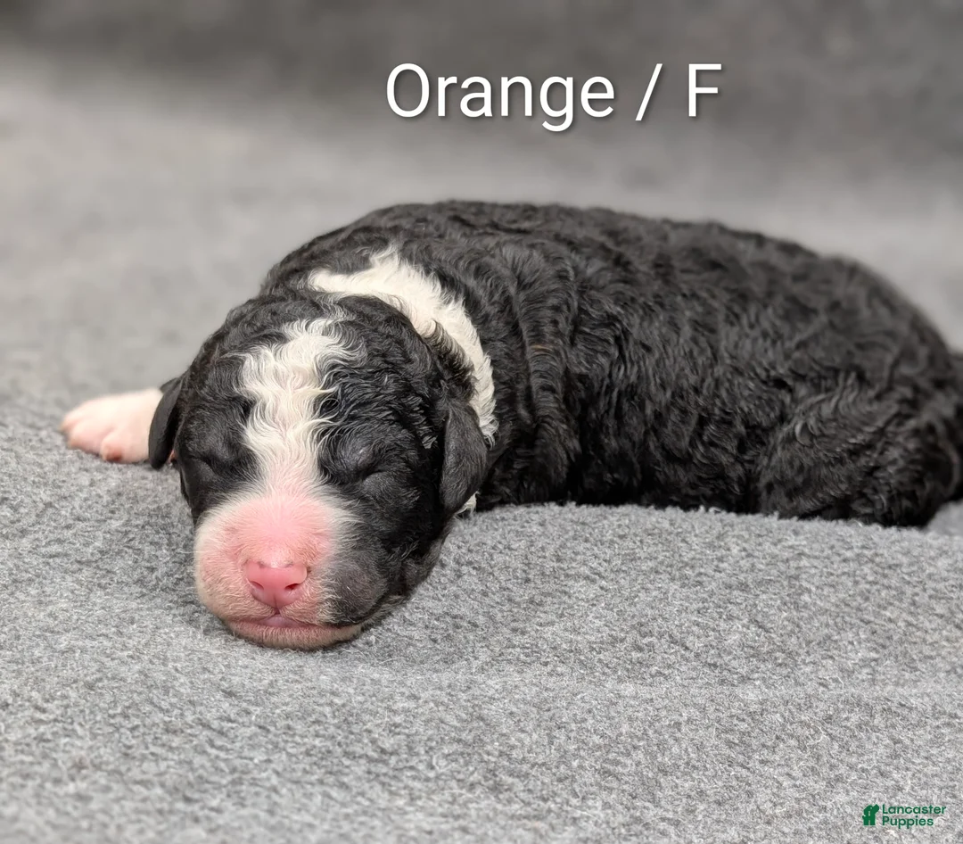 Sheepadoodle dogs for sale: Orange Collar - Ad 2