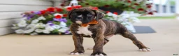 Boxer dogs for sale: Mason - Ad 2