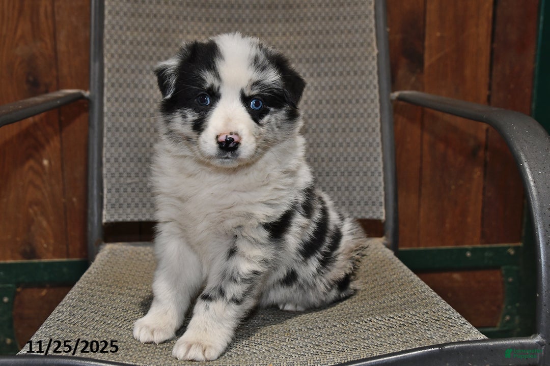Australian Shepherd dogs for sale: Paris - Ad 2