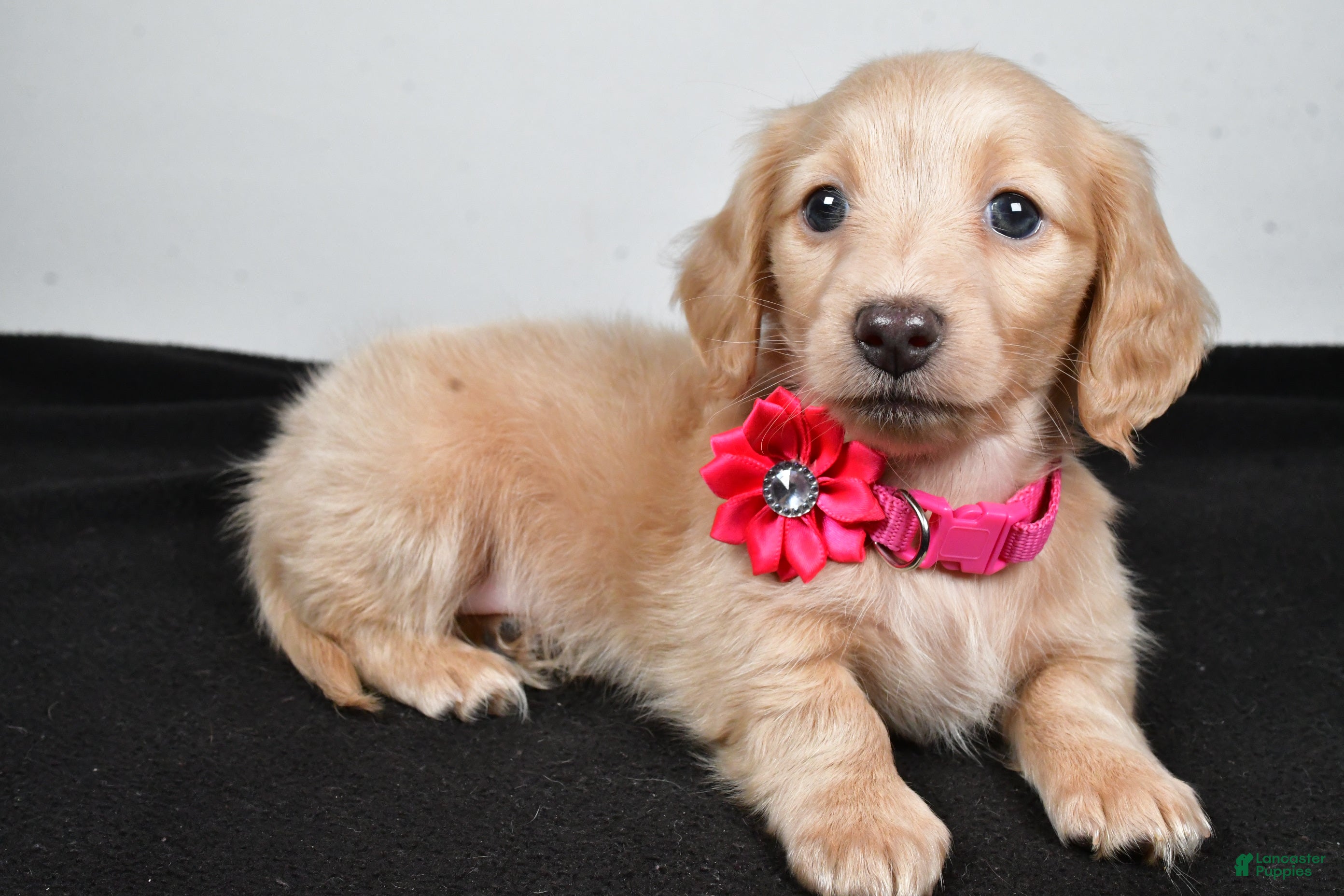 Miniature Dachshund dogs Allie - Ad 33