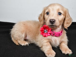 Miniature Dachshund dogs Allie - Ad 33