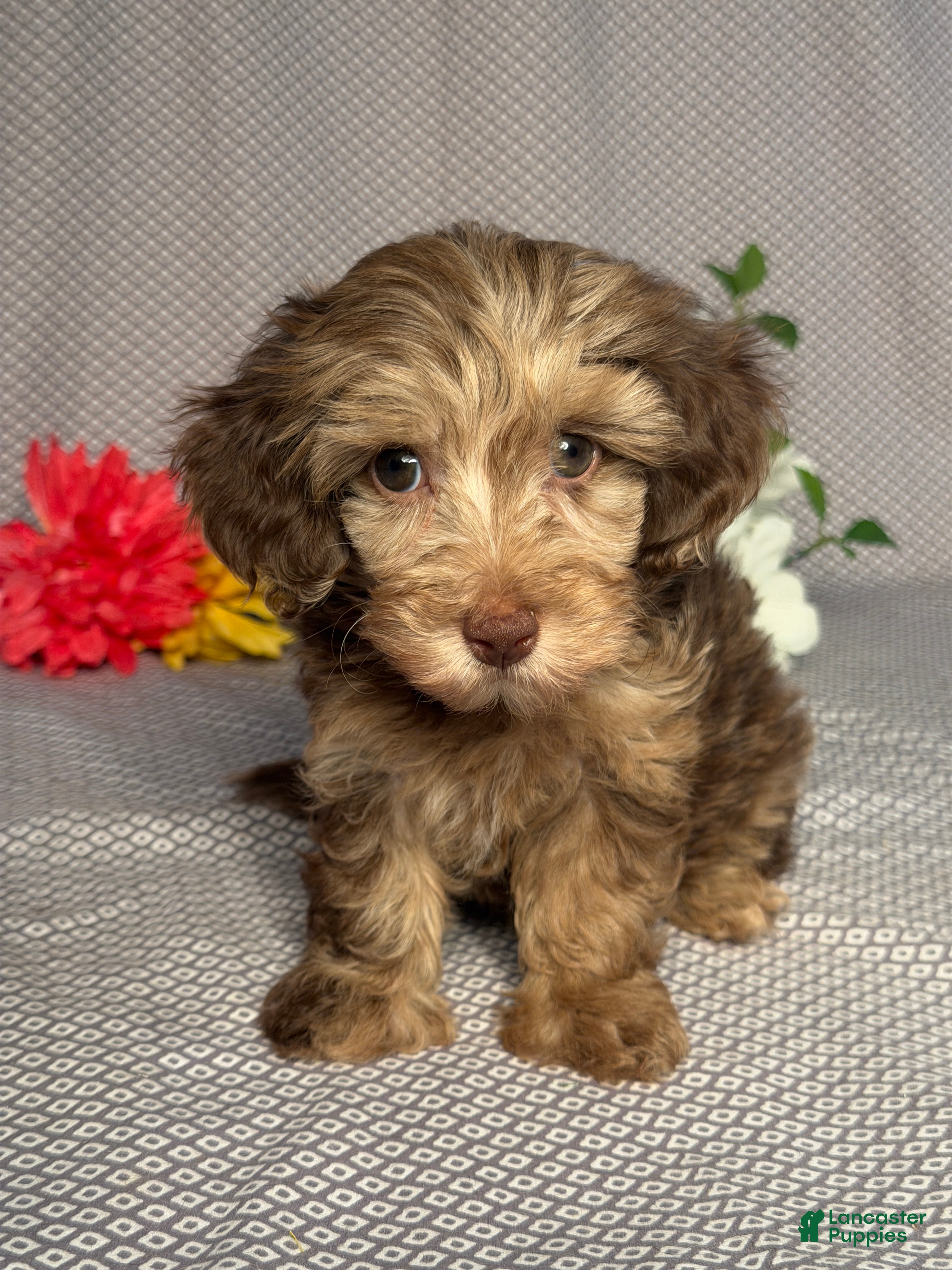 Doxiepoo dogs Lucy - Ad 1