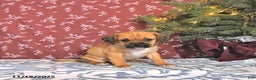 Puggle dogs for sale: Jesito - Ad 2