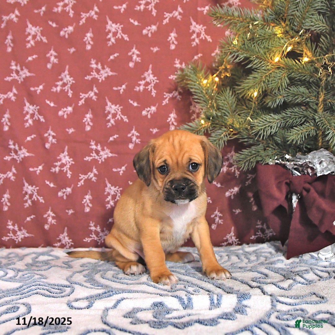 Puggle dogs for sale: Jesito - Ad 2
