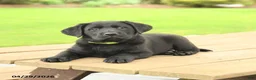 Labrador Retriever dogs for sale: Barney - Ad 3