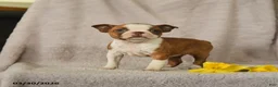 Boston Terrier dogs for sale: Daffodile - Ad 2