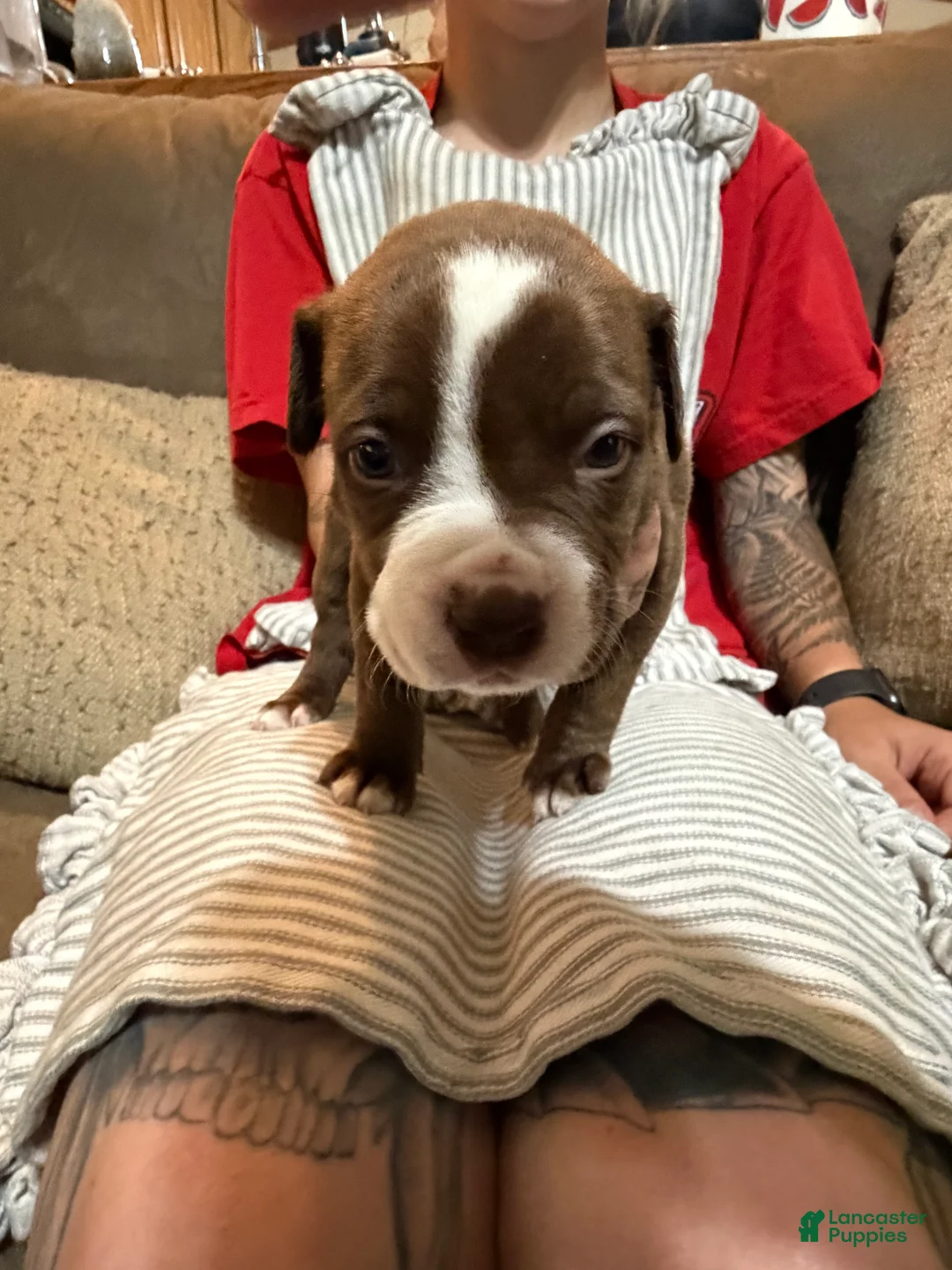 American Bully dogs for sale: American Bully 1 - Ad 2