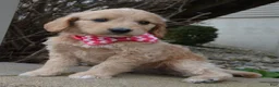 Mini Goldendoodle dogs for sale: Mini Gracie - Ad 2