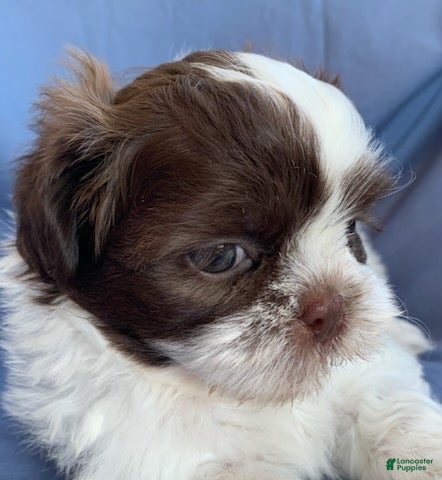 Shih Tzu dogs Mocha - Ad 2