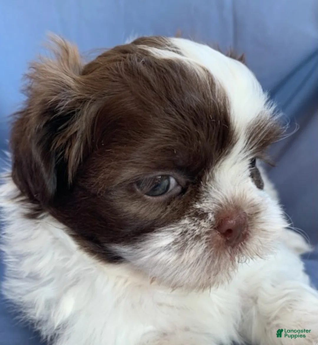 Shih Tzu dogs for sale: Mocha - Ad 2