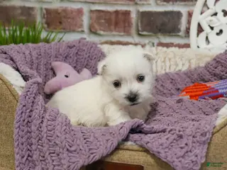 West Highland Terrier dogs Oana - Ad 23