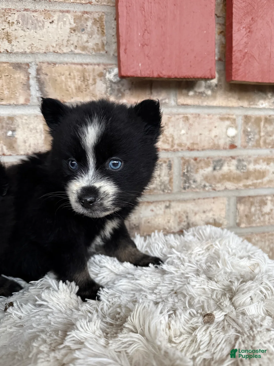 Pomsky dogs for sale: Polly - Ad 5
