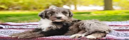 Aussiedoodle dogs for sale: Monty Standard - Ad 3