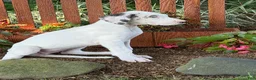 Great Dane dogs for sale: Pearl Great Dane  - Ad 8