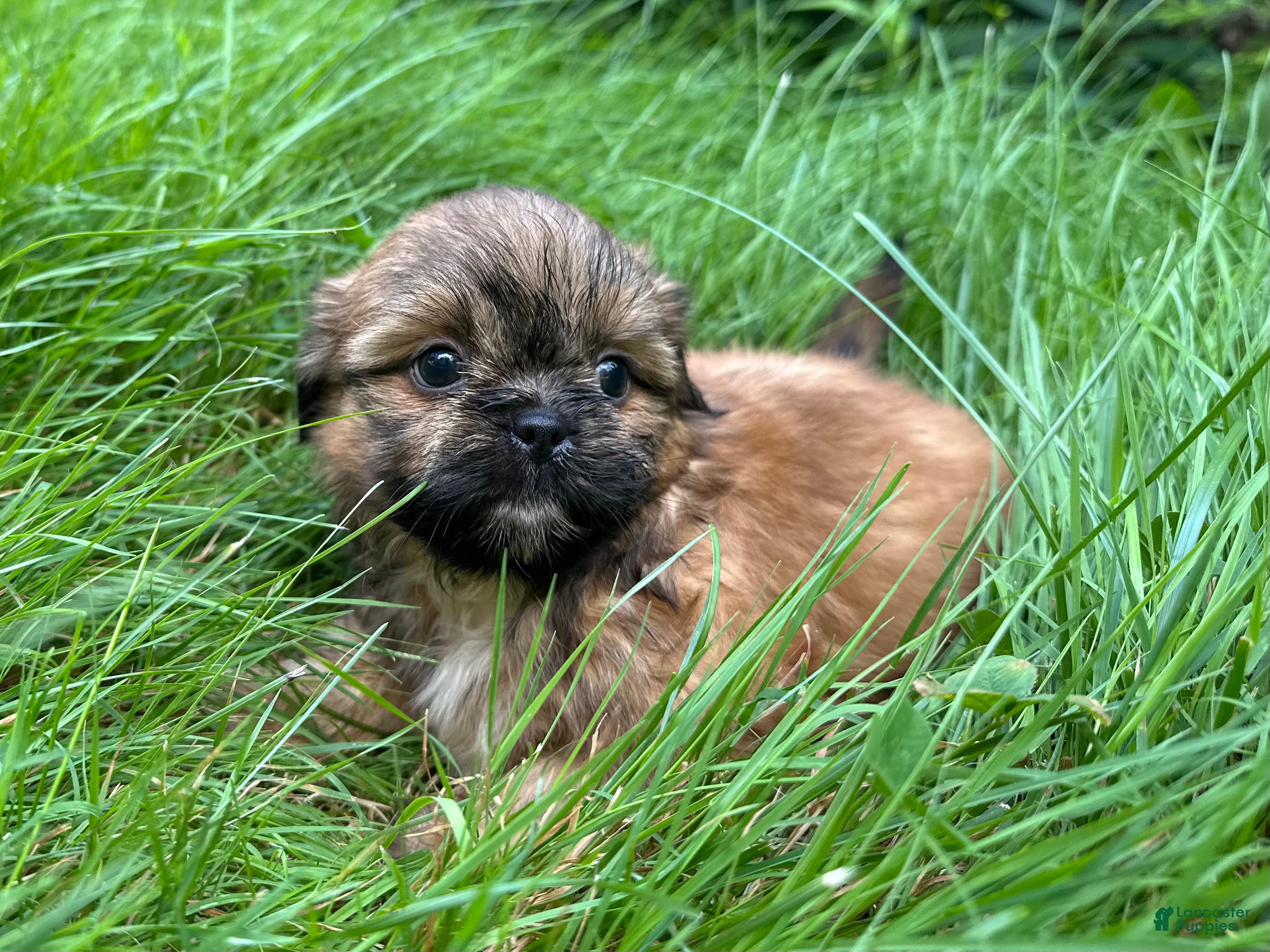 Shih Tzu dogs Shih Tzu 3 - Ad 2
