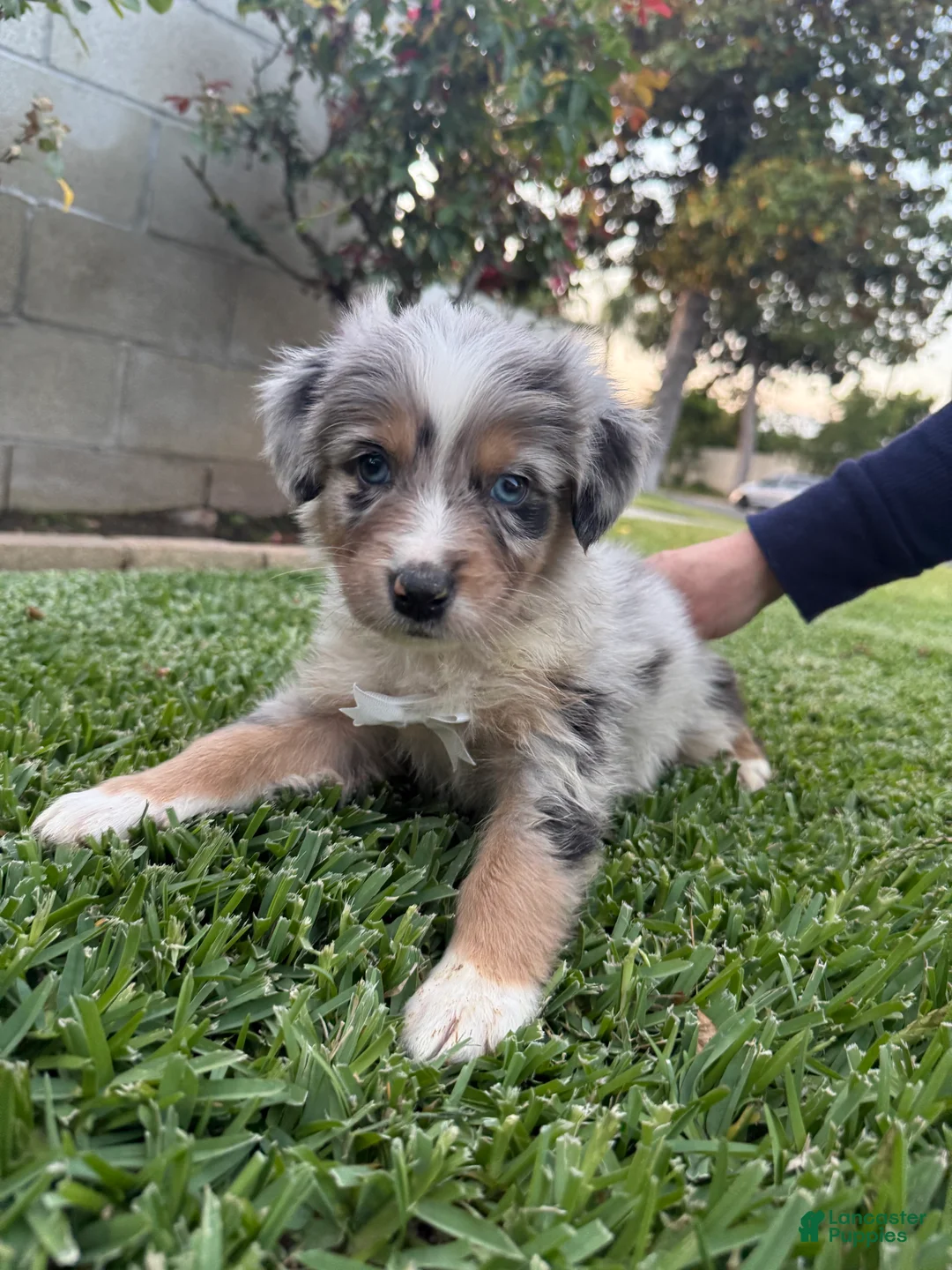 Australian Shepherd dogs for sale: Australian Shepherd Puppy BOY 1 - Ad 2