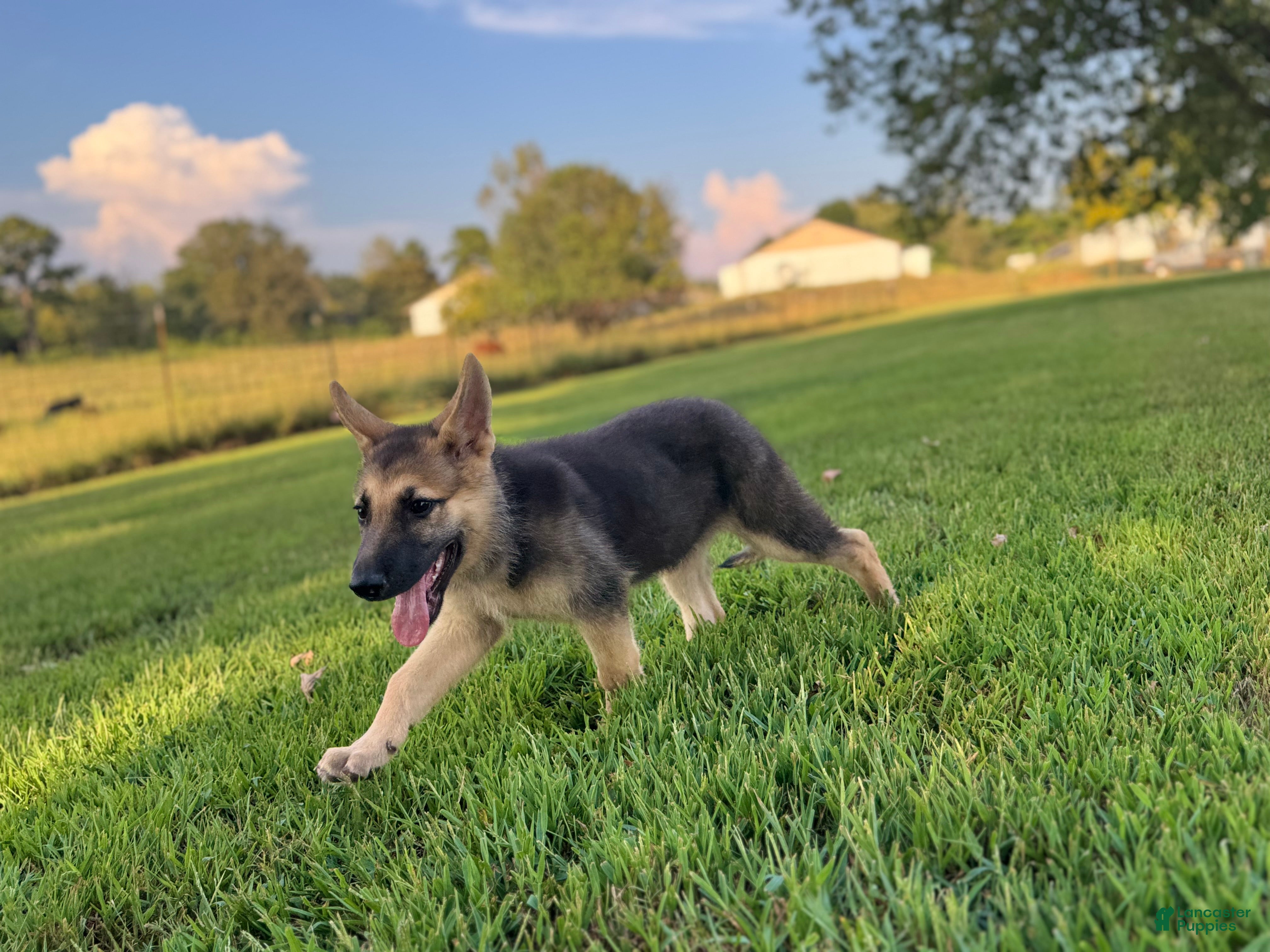 German Shepherd dogs Boss - Ad 2