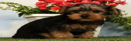 Yorkshire Terrier dogs for sale: Lincoln - Ad 2