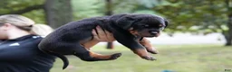 Rottweiler dogs for sale: Rottweiler 3 - Ad 4