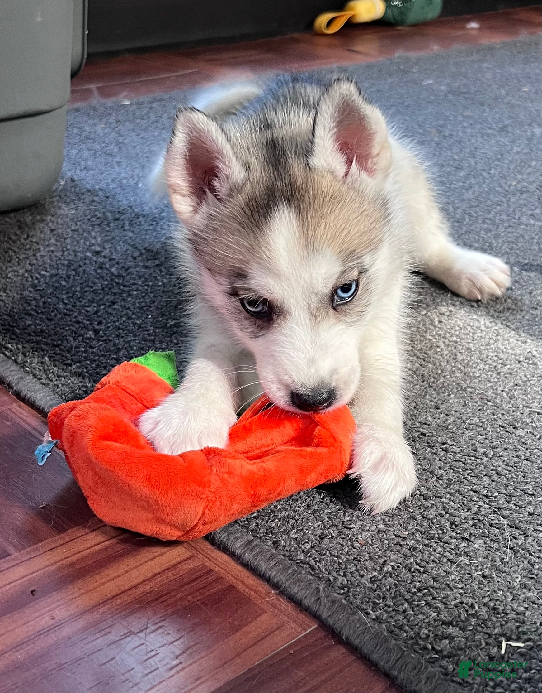 Siberian Husky dogs Suppy AKC - Ad 2