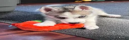 Siberian Husky dogs for sale: Suppy AKC - Ad 2