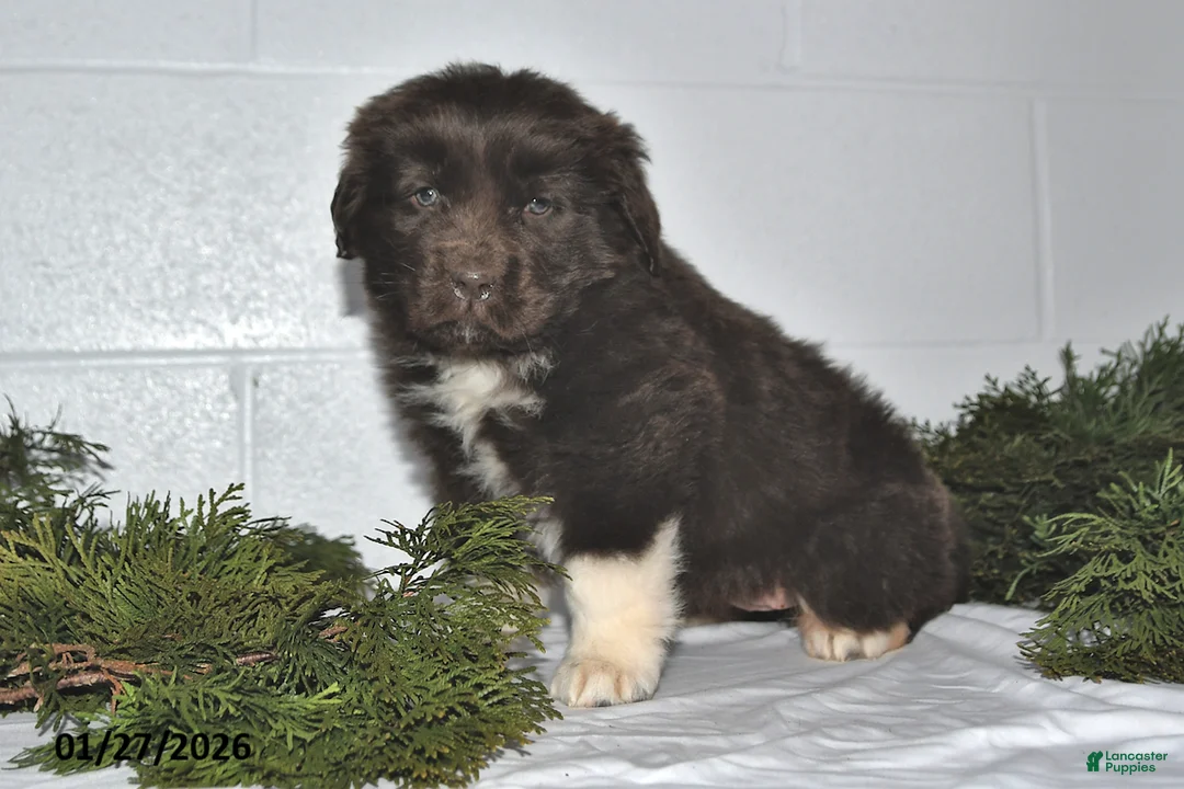 Newfoundland dogs for sale: Makenzie - Ad 4