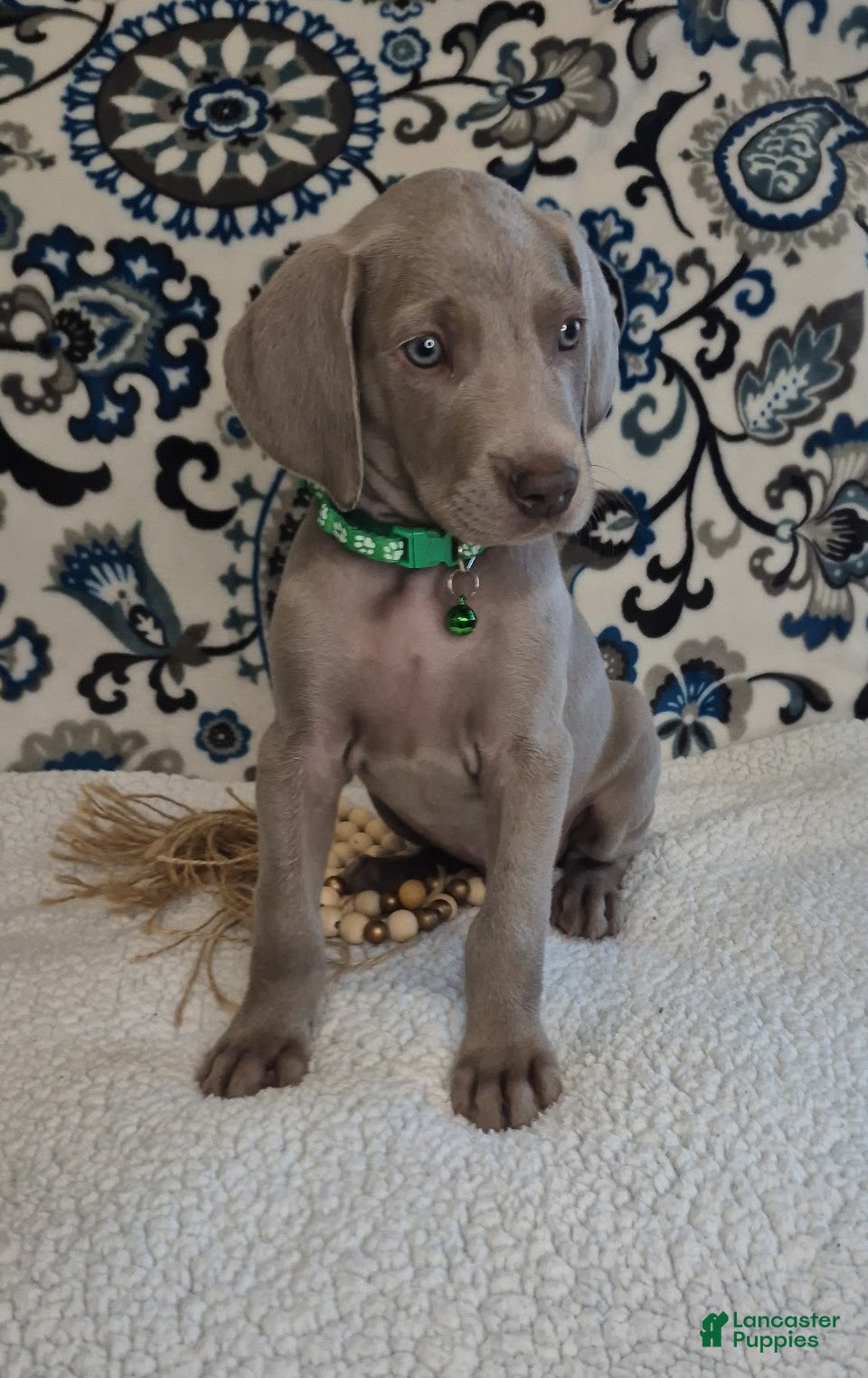 Weimaraner dogs Chuck - Ad 1