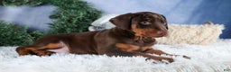 Doberman Pinscher dogs for sale: TASHA - Ad 2