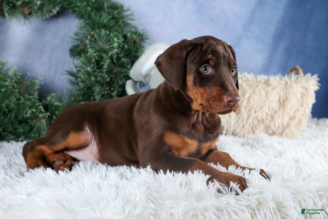 Doberman Pinscher dogs for sale: TASHA - Ad 2