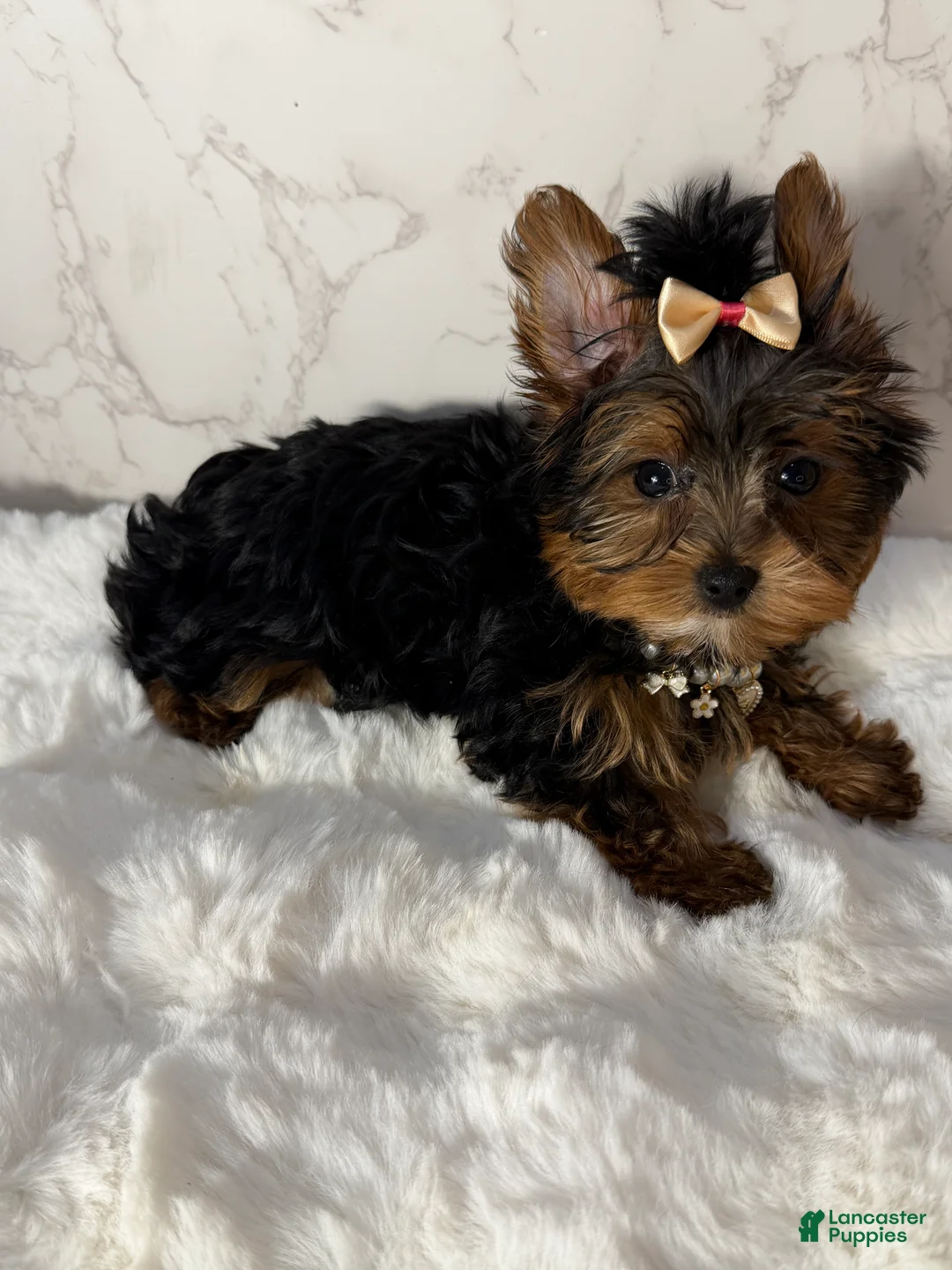 Yorkshire Terrier dogs for sale: Billy Rae - Ad 5