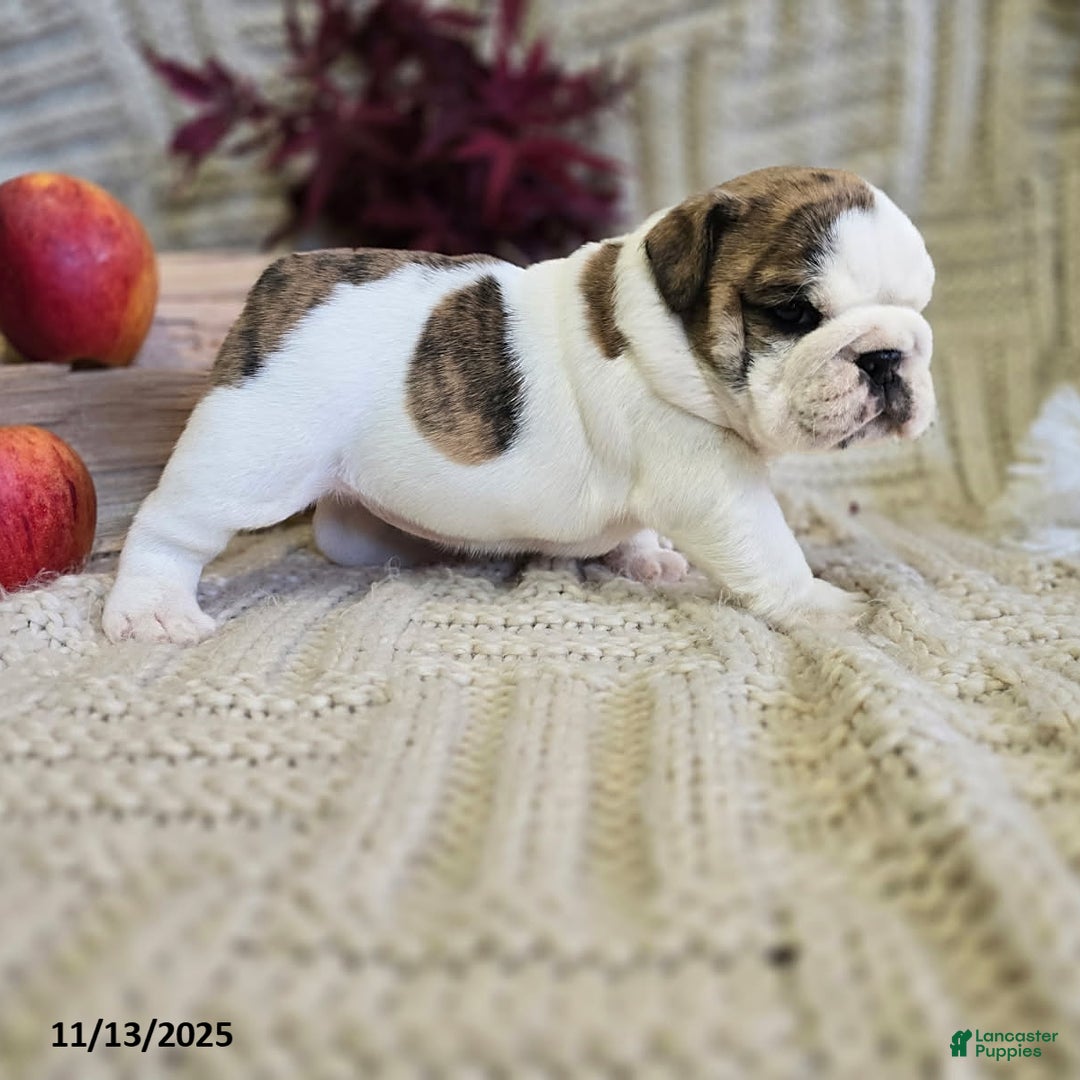 English Bulldog dogs for sale: Delilah - Ad 13