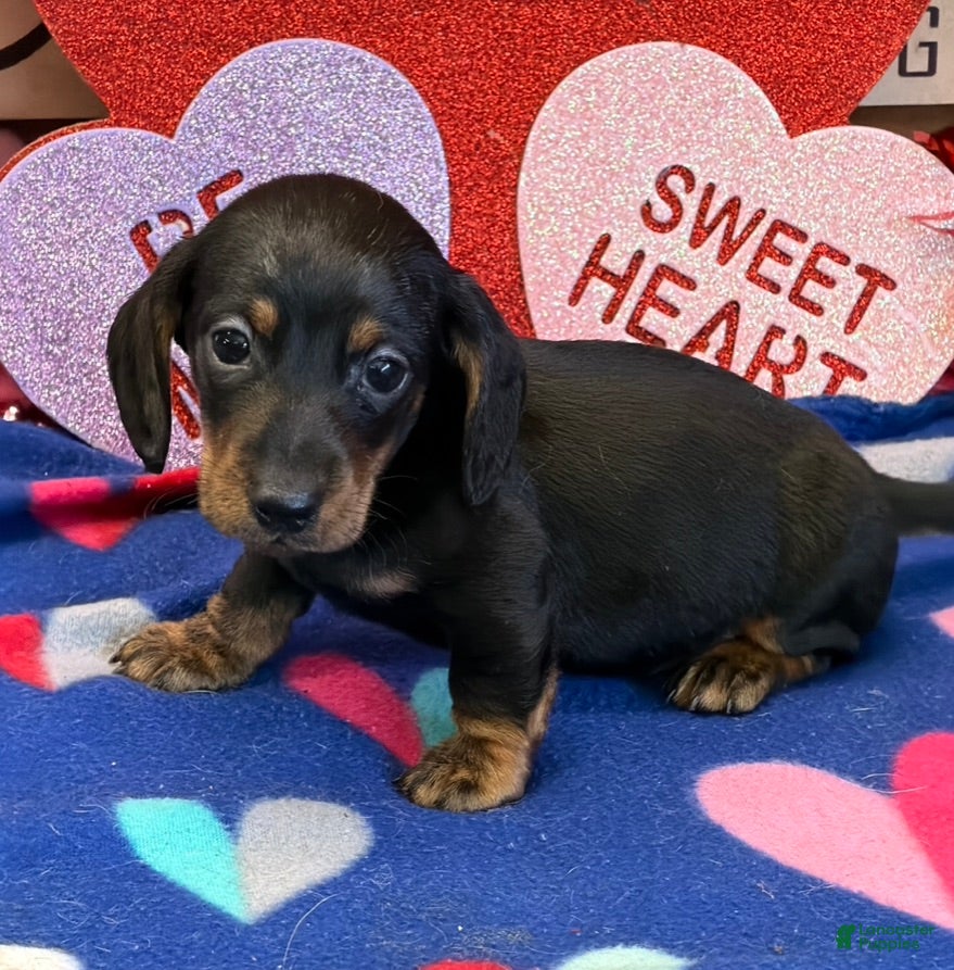 Dachshund dogs Rolo - Ad 39