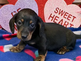 Dachshund dogs Rolo - Ad 39