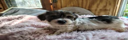 Yorkshire Terrier dogs for sale: Spot - Ad 2