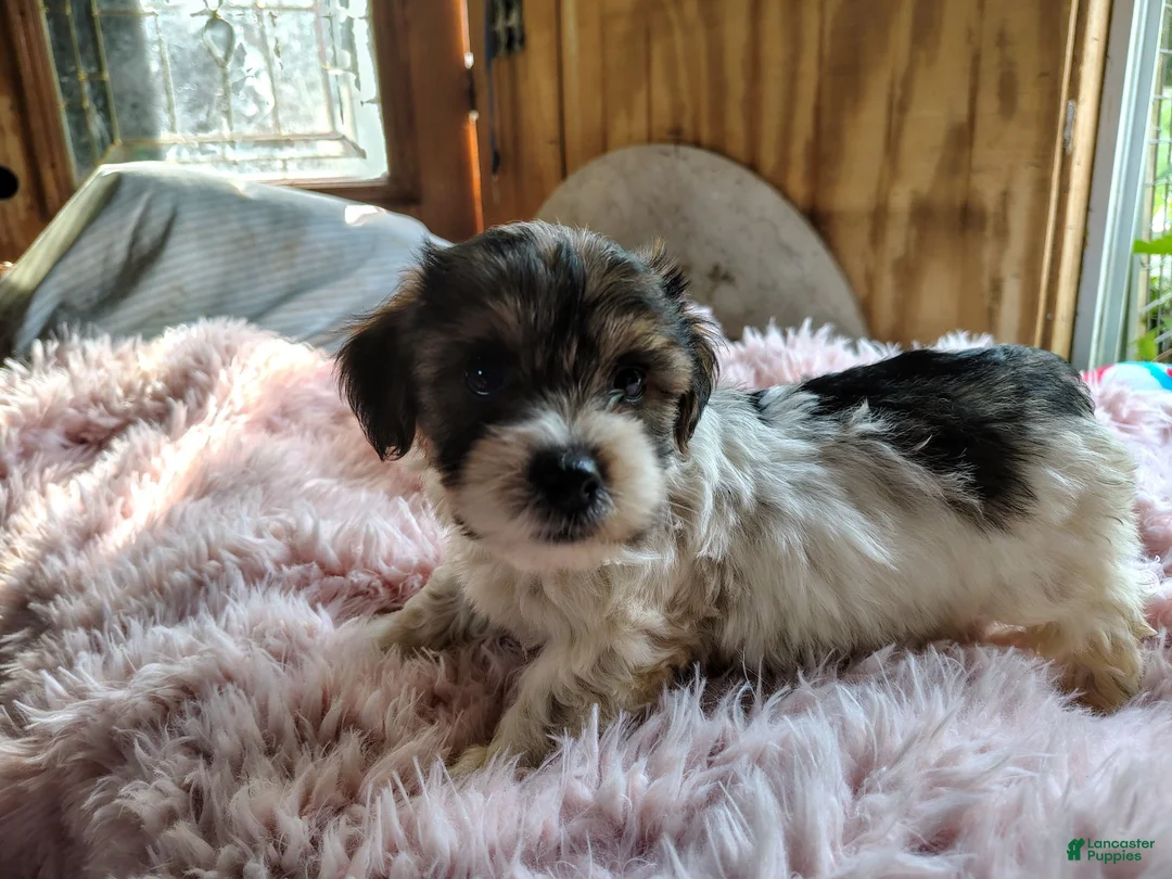 Yorkshire Terrier dogs for sale: Spot - Ad 2