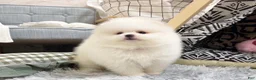 Pomeranian dogs for sale: Carter - Ad 1