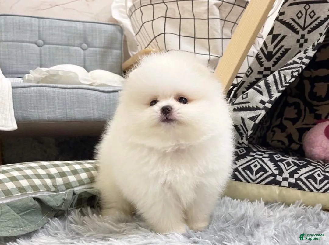 Pomeranian dogs for sale: Carter - Ad 1