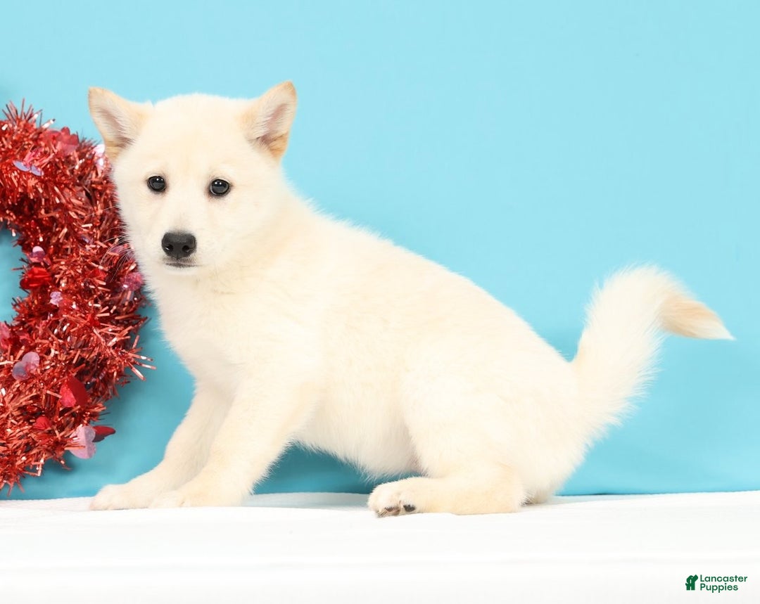 Mixed Breed dogs for sale: Jasmine - Ad 4