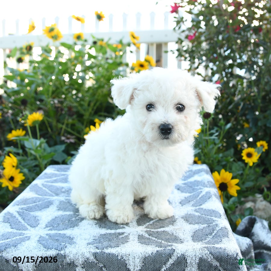 Bichon Frise dogs Clementine - Ad 2