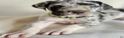 Great Dane dogs for sale: Leo- green  - Ad 8