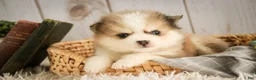 Pomsky dogs for sale: Sebastian - Ad 1