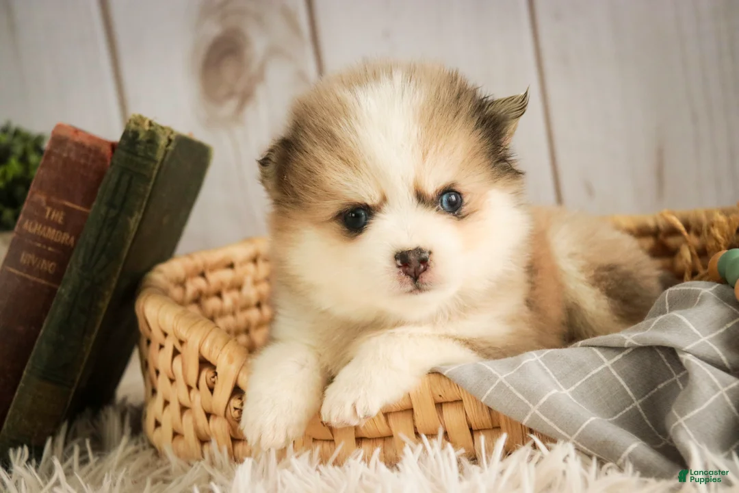 Pomsky dogs for sale: Sebastian - Ad 1